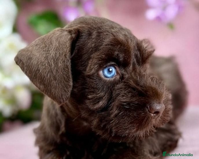 Schnauzer Miniatura perros Schnauzer miniatura exóticos - Anuncio 1