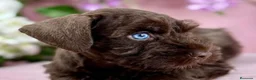 Schnauzer Miniatura perros en venta: Schnauzer miniatura exóticos - Anuncio 7