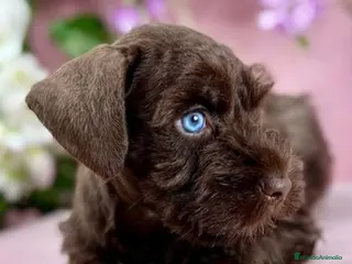 Schnauzer Miniatura perros Schnauzer miniatura exóticos - Anuncio 5