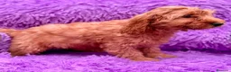 Cockapoo perros en venta: Cockapoo machos  - Anuncio 7