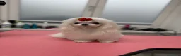 Bichón Maltés perros en venta: Bichon Maltese  en venta minin toy Coreano  en Madrid - Anuncio 1