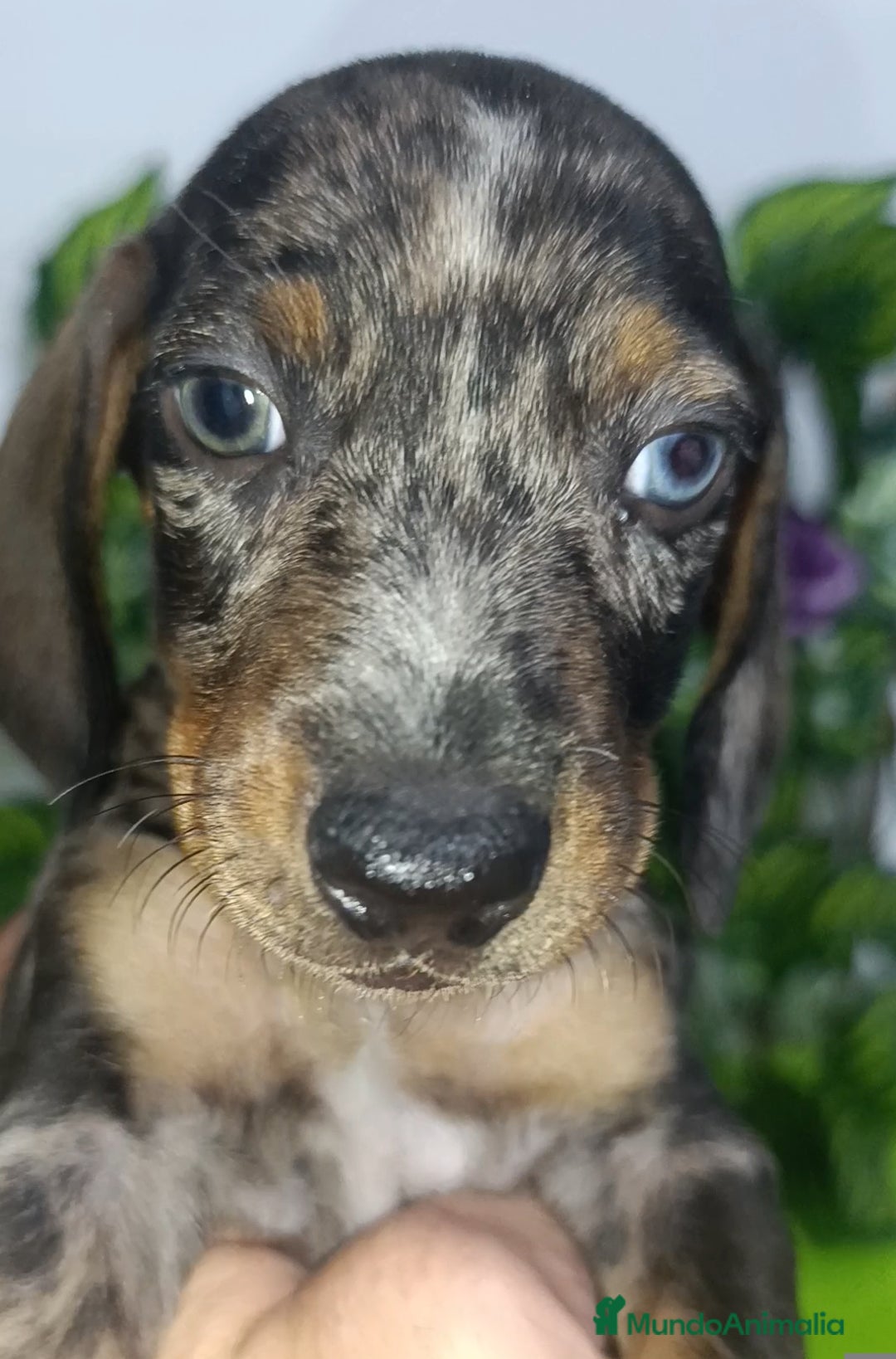 Teckel Miniatura perros en venta: Teckel miniatura y kaninchen  - Imagen 1