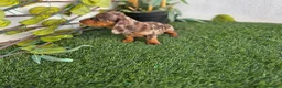 Teckel Miniatura perros en venta: TECKEL KANNINCHEN - Anuncio 4