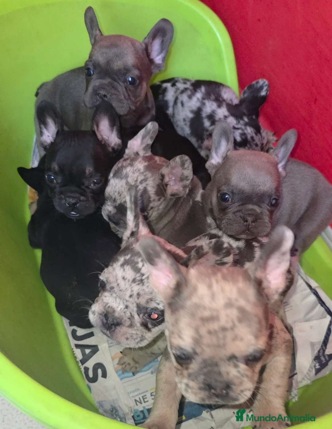 Bulldog Francés perros en venta: Bulldog calidad  - Anuncio 6