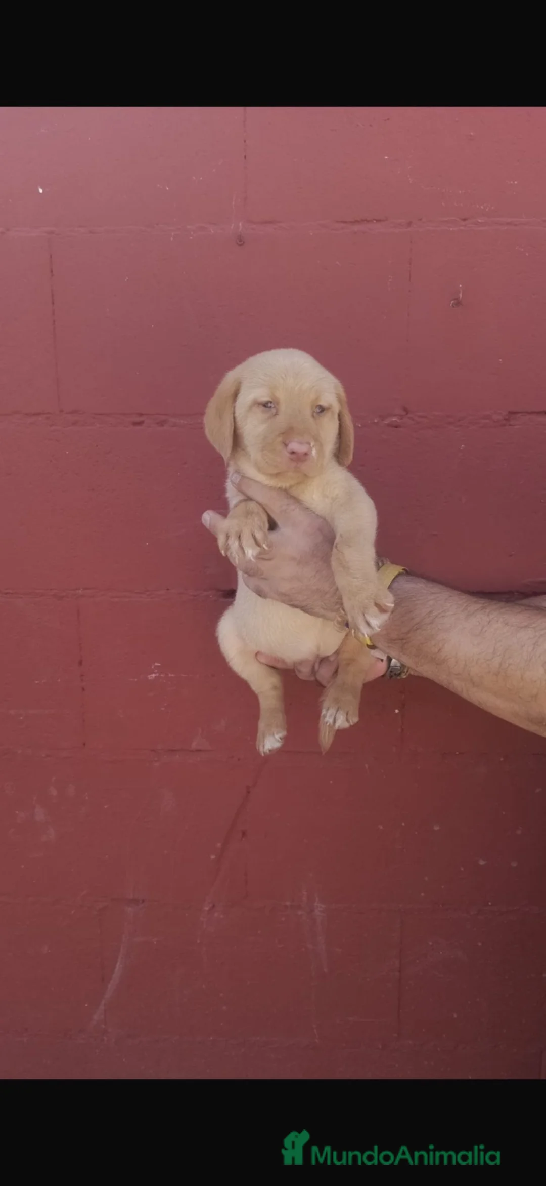 Labrador Retriever perros en venta: Labrador retriever dorado🐶🐾 en Cádiz - Anuncio 1