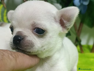 Chihuahua perros - Anuncio 10
