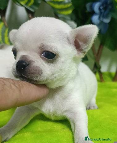 Chihuahua perros - Anuncio 11