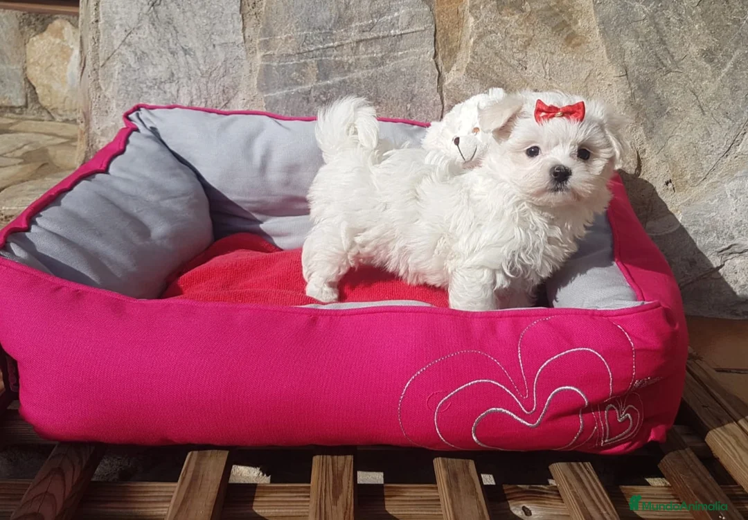 Bichón Maltés perros en venta: Bichón Maltés - Anuncio 2