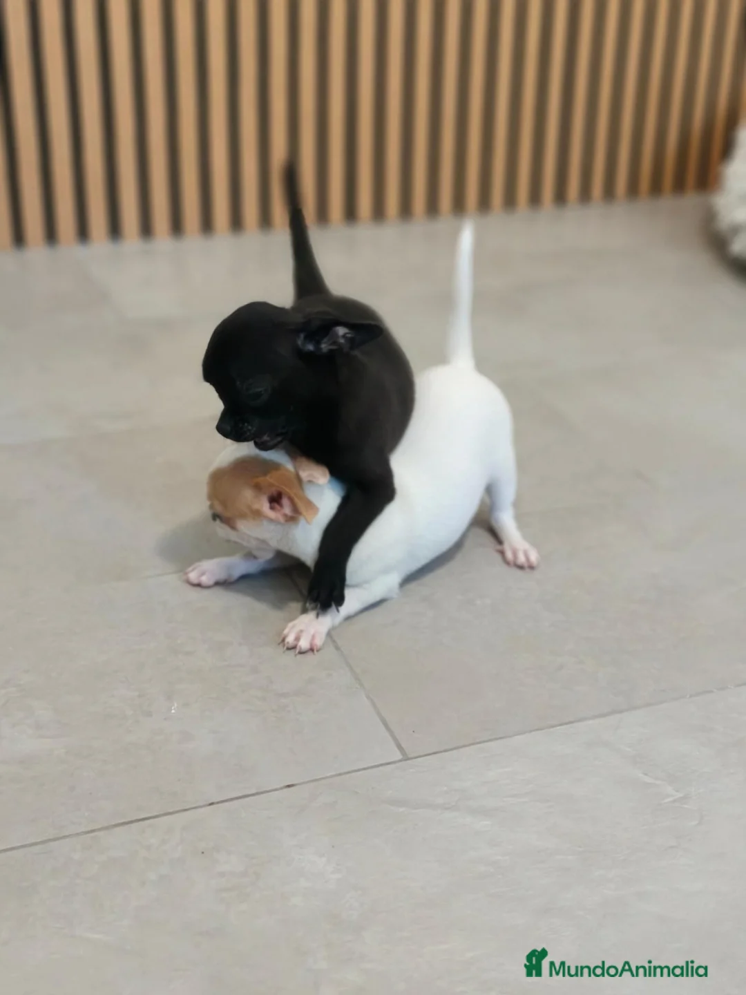 Chihuahua perros en venta: Chihuahua Toy Machitos - Anuncio 2