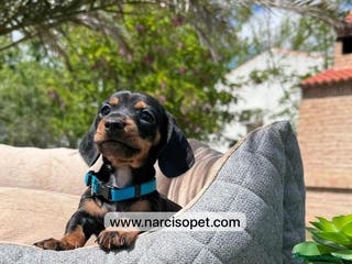 Teckel Miniatura perros EN VENTA TECKEL MINIATURA - Anuncio 6