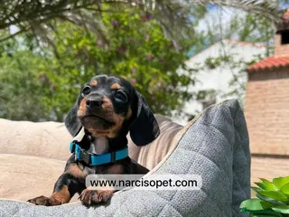 Teckel Miniatura perros EN VENTA TECKEL MINIATURA - Anuncio 18