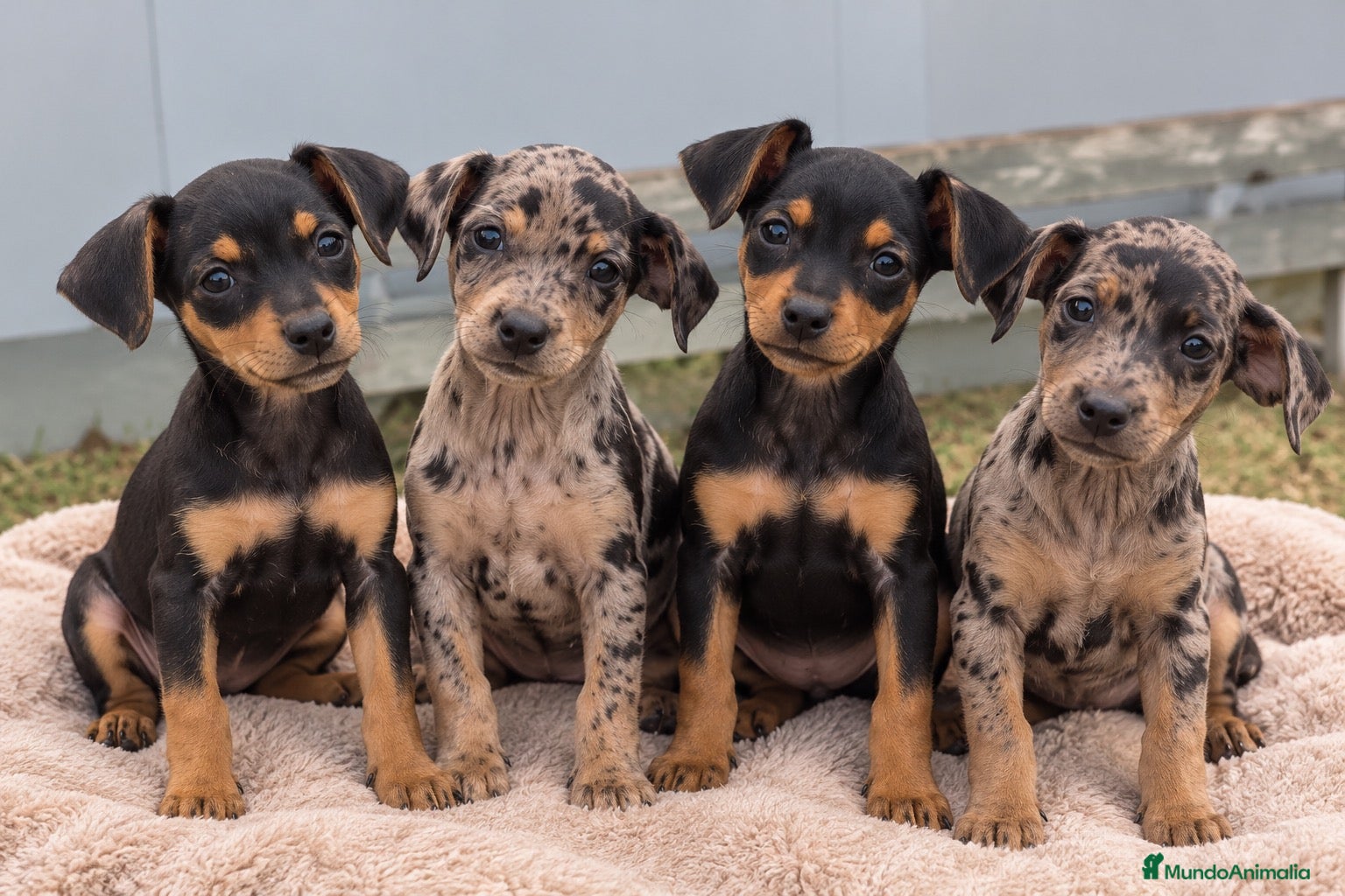 Pinscher Miniatura perros en venta: PINSCHER MINIATURA - Anuncio 6