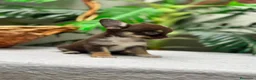 Chihuahua perros en venta: CHIHUAHUA CHOCOLATE - Anuncio 32