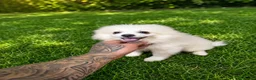 Pomerania perros en venta: OPORTUNIDAD PRECIOSO POMERANIA  - Anuncio 2