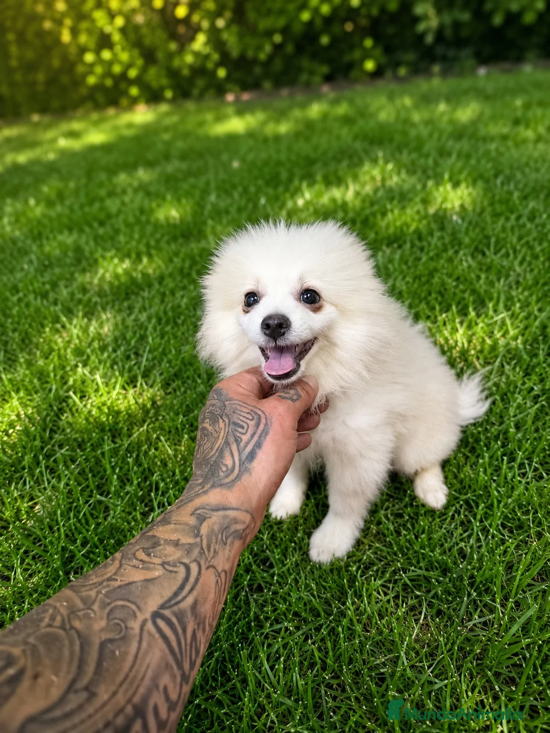 Pomerania perros en venta: OPORTUNIDAD PRECIOSO POMERANIA  - Anuncio 2