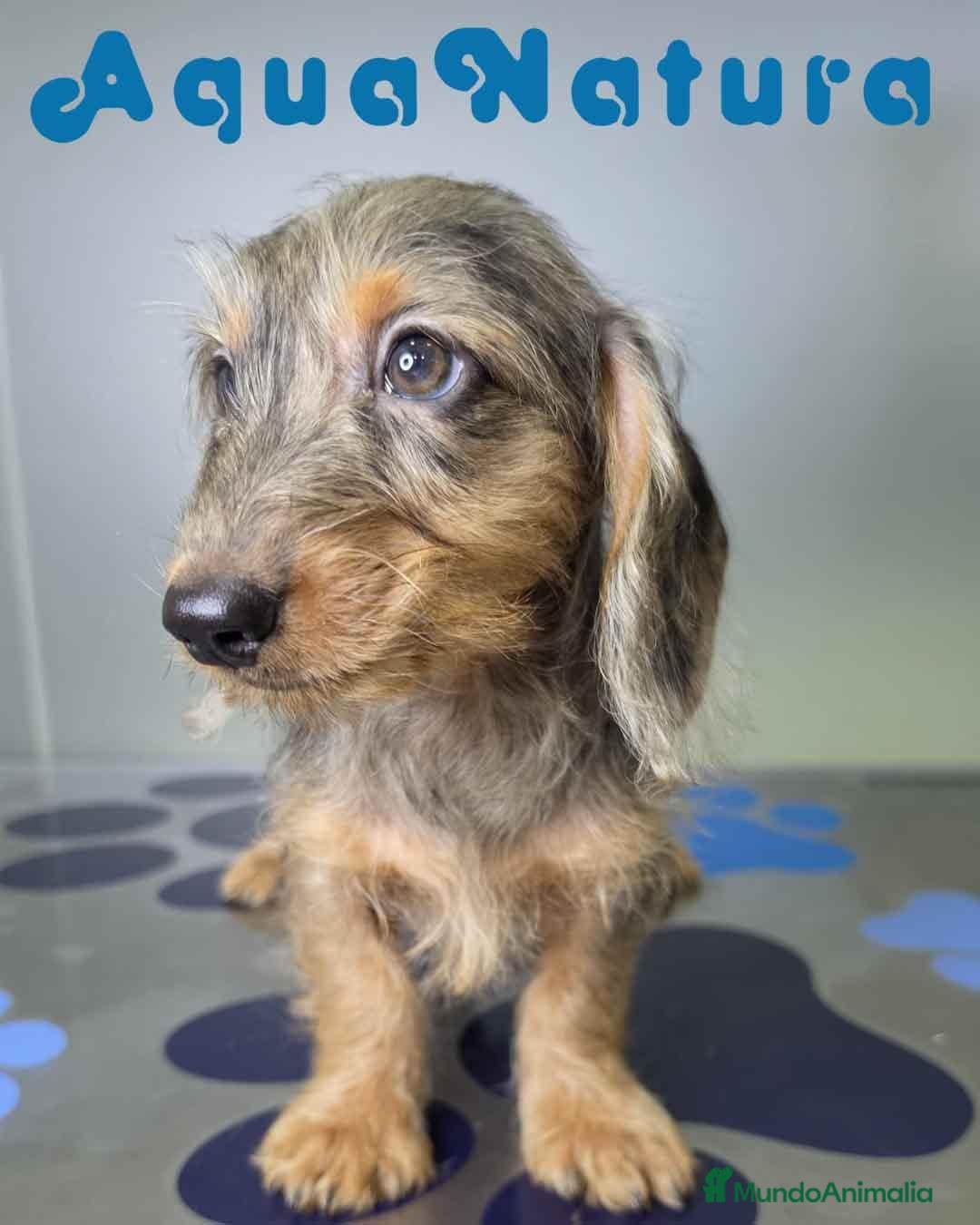 Teckel perros en venta: Teckel Hembra Pelo Largo Arlequin - Anuncio 6