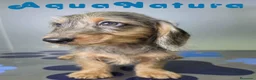 Teckel perros en venta: Teckel Hembra Pelo Largo Arlequin - Anuncio 1