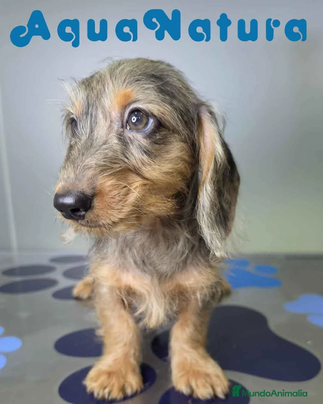 Teckel perros en venta: Teckel Hembra Pelo Largo Arlequin - Anuncio 1