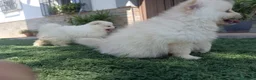 Pomerania perros en venta: Pomerania toy blancos en Madrid - Anuncio 4