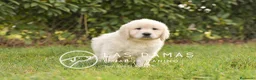 Golden Retriever perros en venta: GOLDEN RETRIEVER DISPONIBLES - Anuncio 2