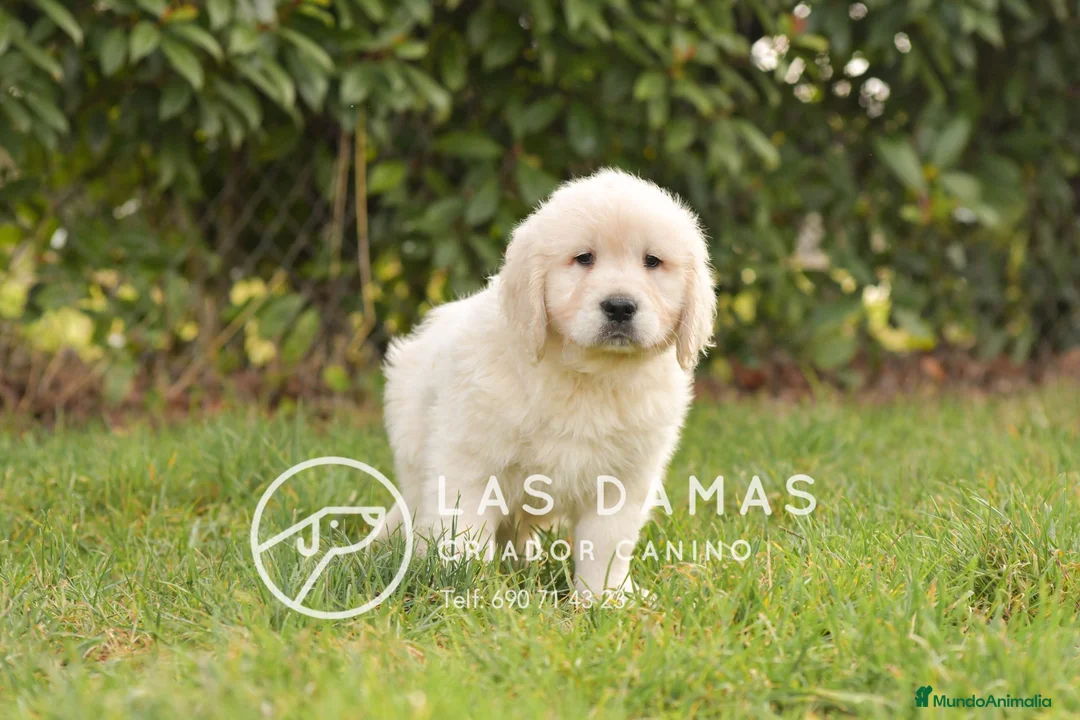 Golden Retriever perros en venta: GOLDEN RETRIEVER DISPONIBLES - Anuncio 2