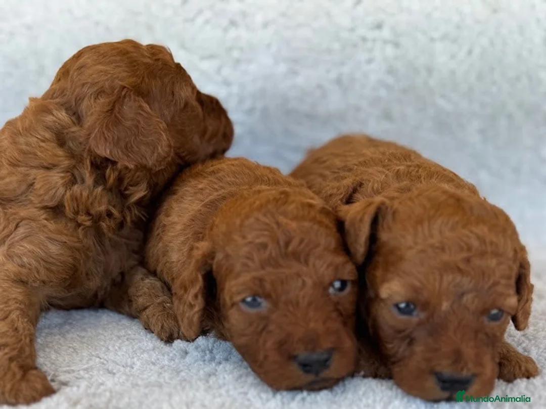 Caniche Toy perros en venta: Hembras de caniche toy - Anuncio 1