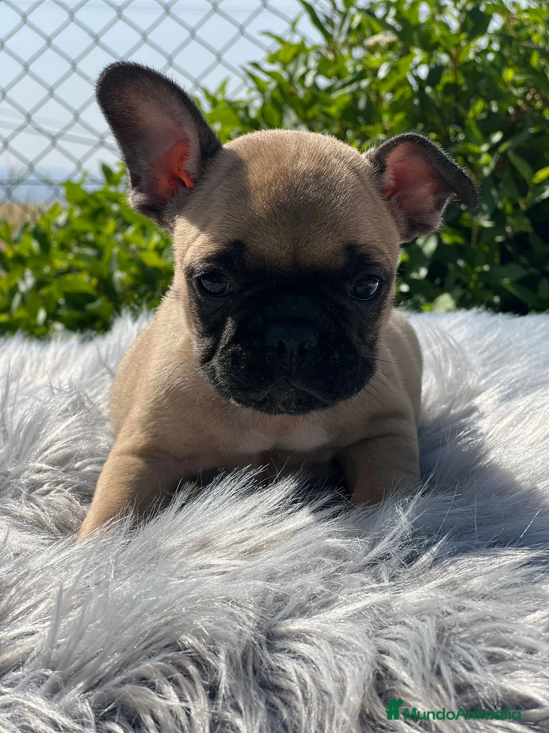 Bulldog Francés perros en venta: CAMADA BULLDOG FRANCÉS FAWN - Anuncio 6