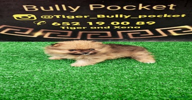 Pomerania perros - Anuncio 2