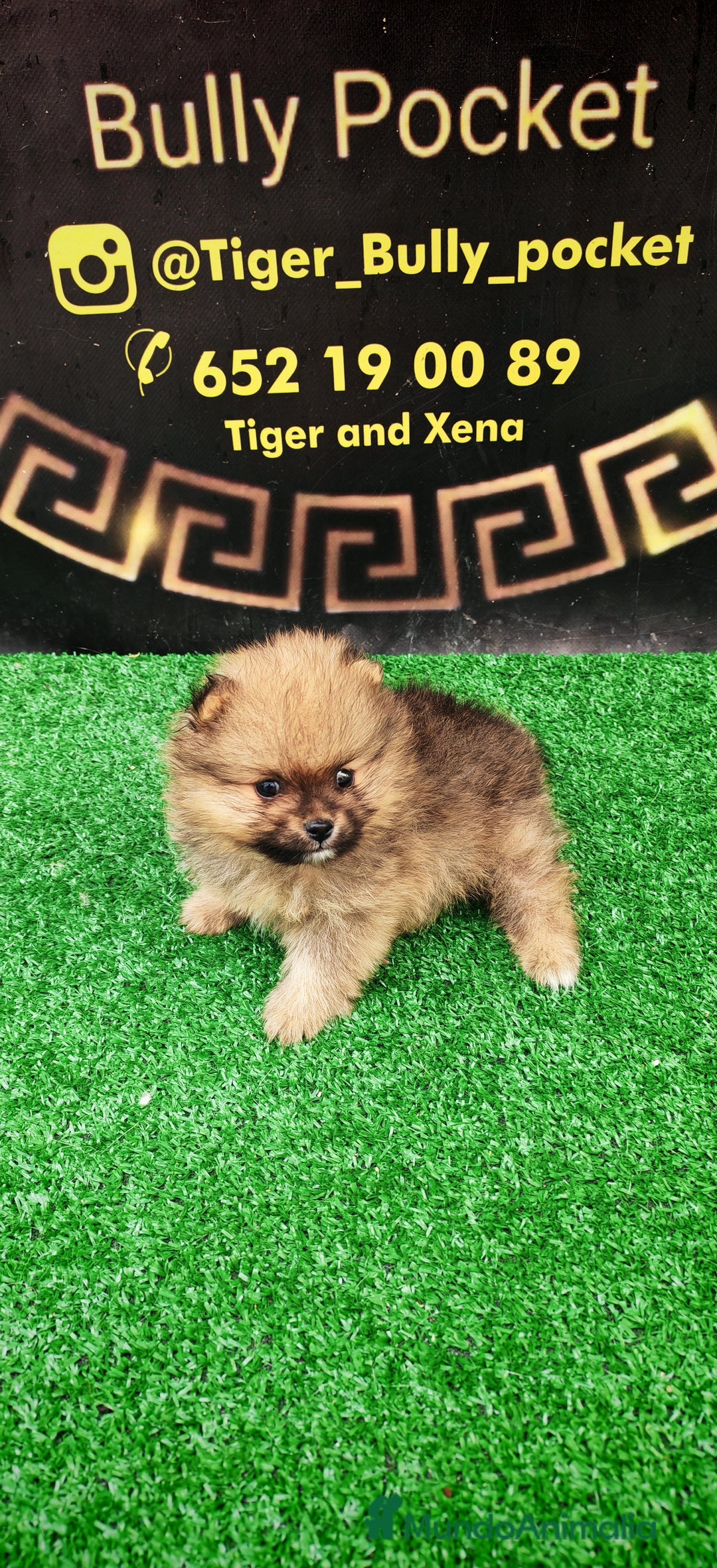 Pomerania perros en venta: Último Machito Pomerania Toy - Imagen 2