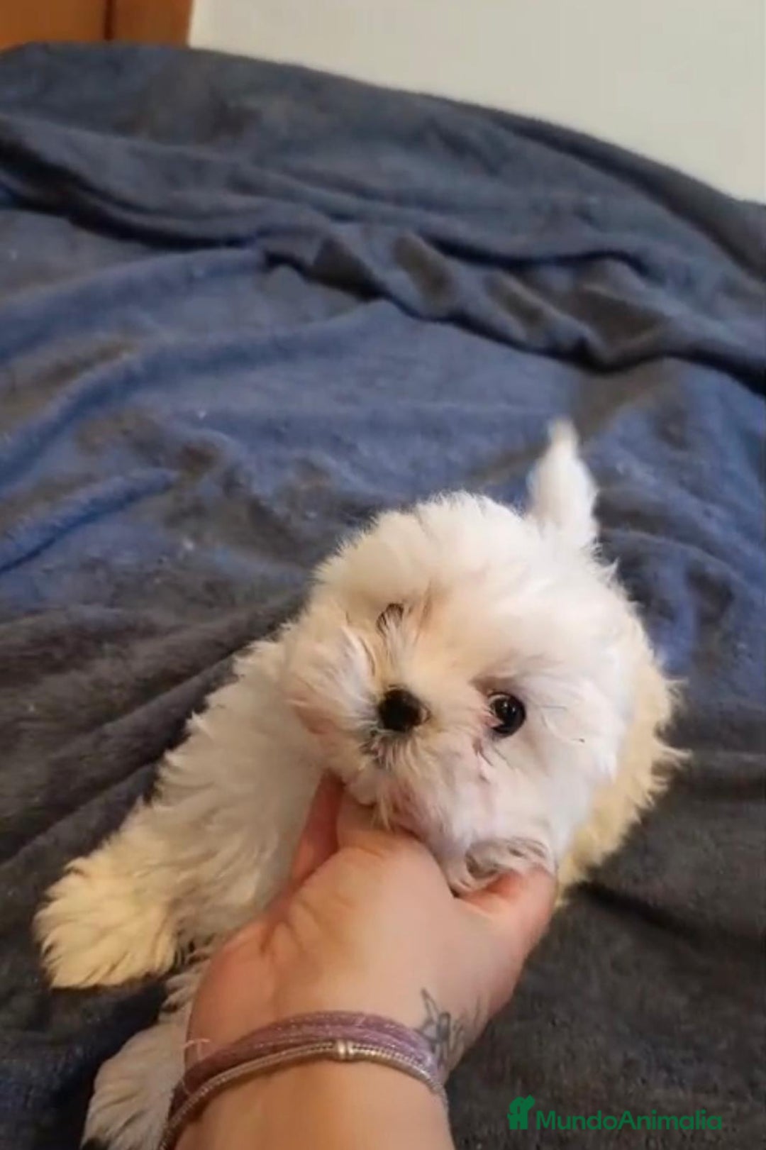 Bichón Maltés perros en venta: Bichon maltés toy  - Imagen 4