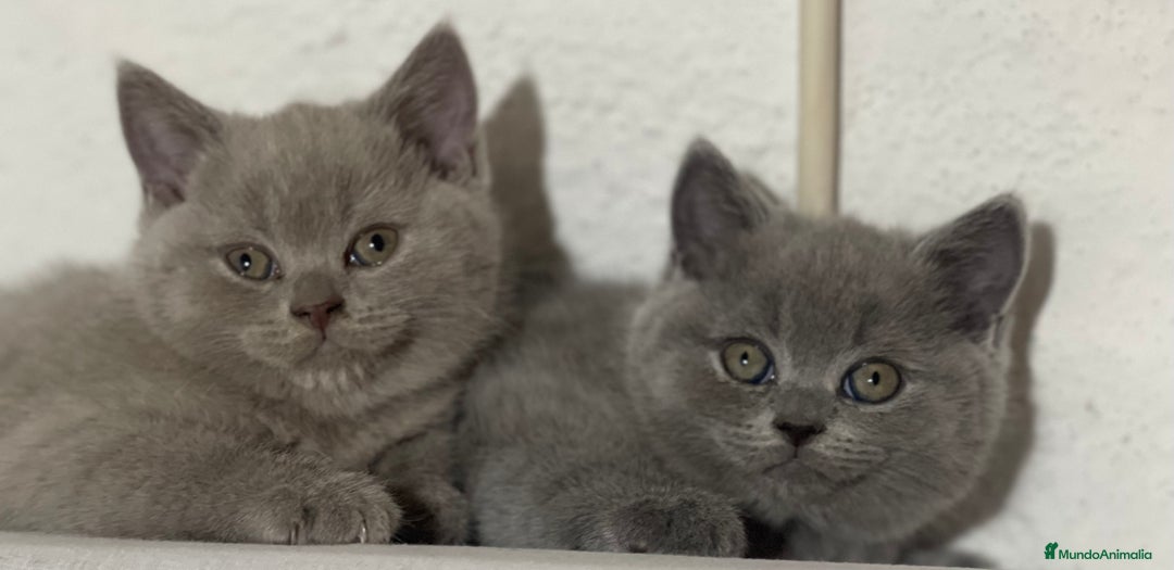 Británico de Pelo Corto Azul gatos en venta: British short hair - Imagen 4