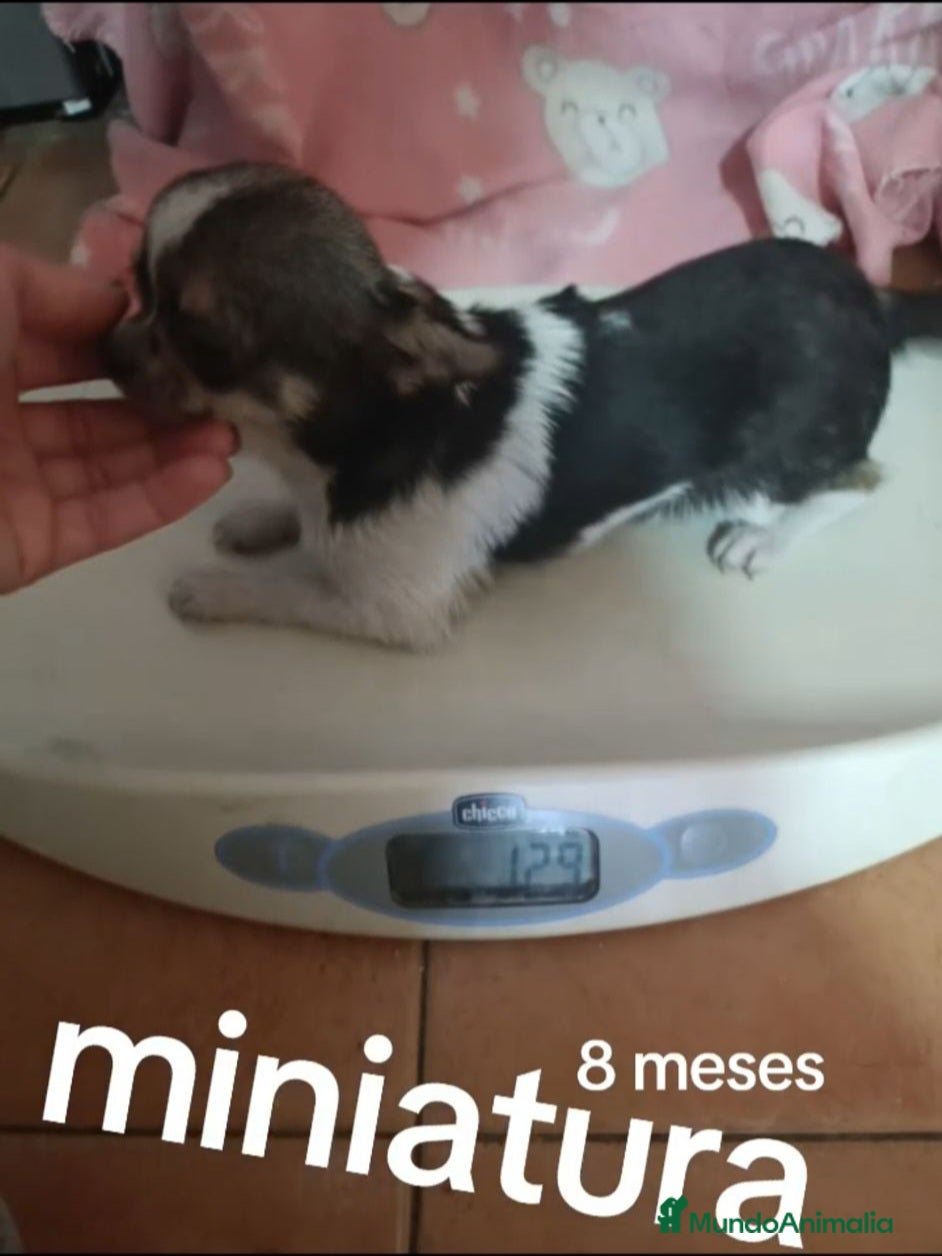 Chihuahua perros Cachorro de 8 meses super toy  - Anuncio 1