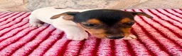 Jack Russell Terrier perros en venta: Jack Russell terrier  - Anuncio 4