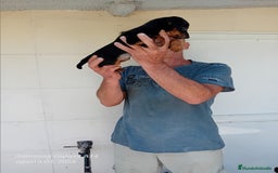Pinscher Miniatura perros en venta: Pincher blue merle - Imagen 3