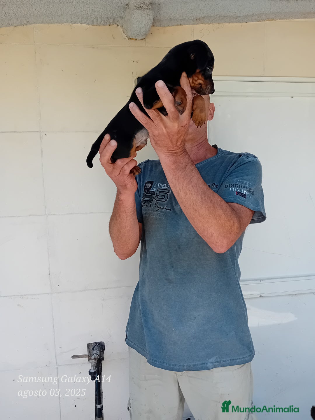 Pinscher Miniatura perros en venta: Pincher blue merle - Imagen 3
