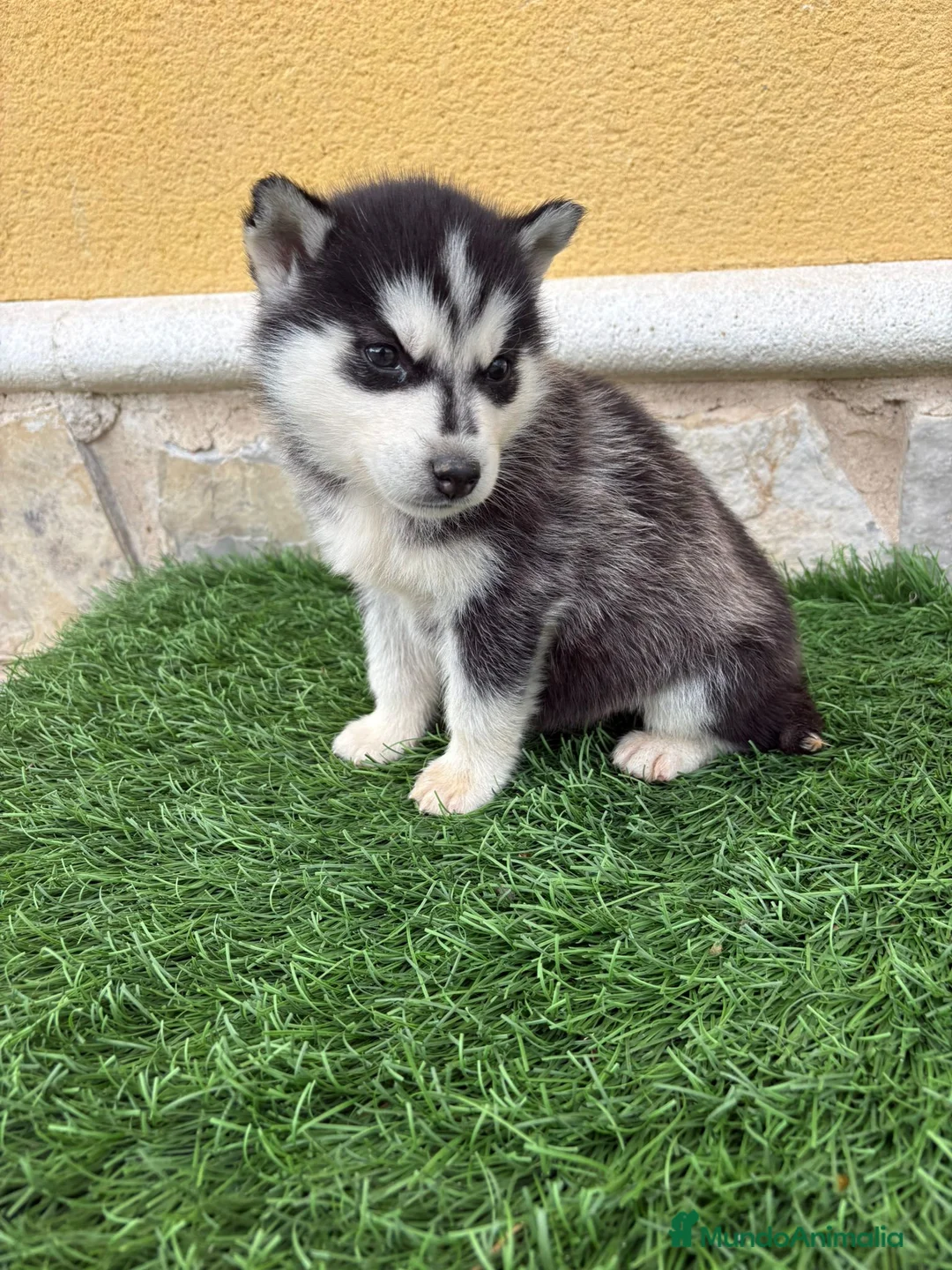 Husky Siberiano perros en venta: Husky siberiano macho  - Anuncio 19
