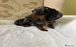 Teckel Miniatura perros en venta: cachorro de teckel miniatura arlequín Merle plata  - Imagen 13