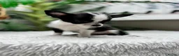 Chihuahua perros en venta: CHIHUAHUA - HEMBRA - Anuncio 3