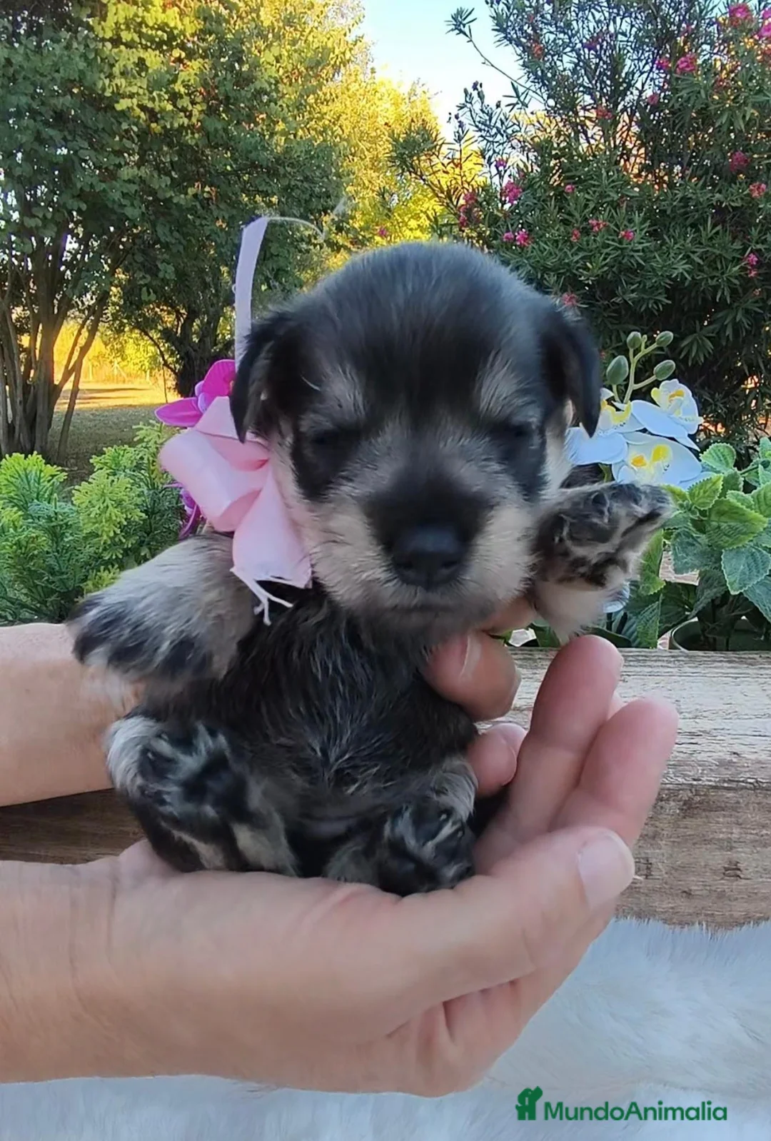Schnauzer Miniatura perros en venta: Preciosos schnauzer miniatura ❤️ - Anuncio 1
