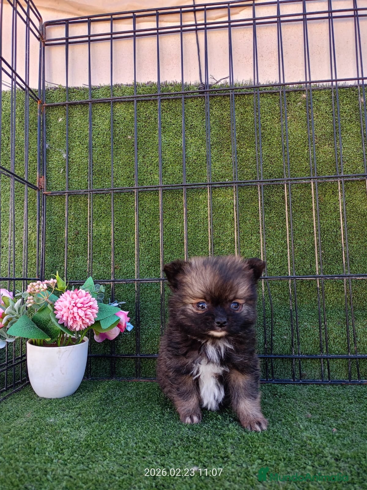 Pomerania perros POMERANIA TOY - Anuncio 1