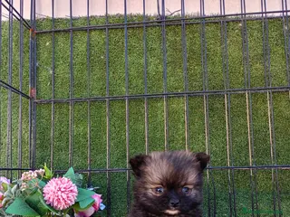 Pomerania perros POMERANIA TOY - Anuncio 1