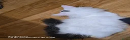 Bosque de Noruega gatos en venta: Bosques de Noruega  - Anuncio 24