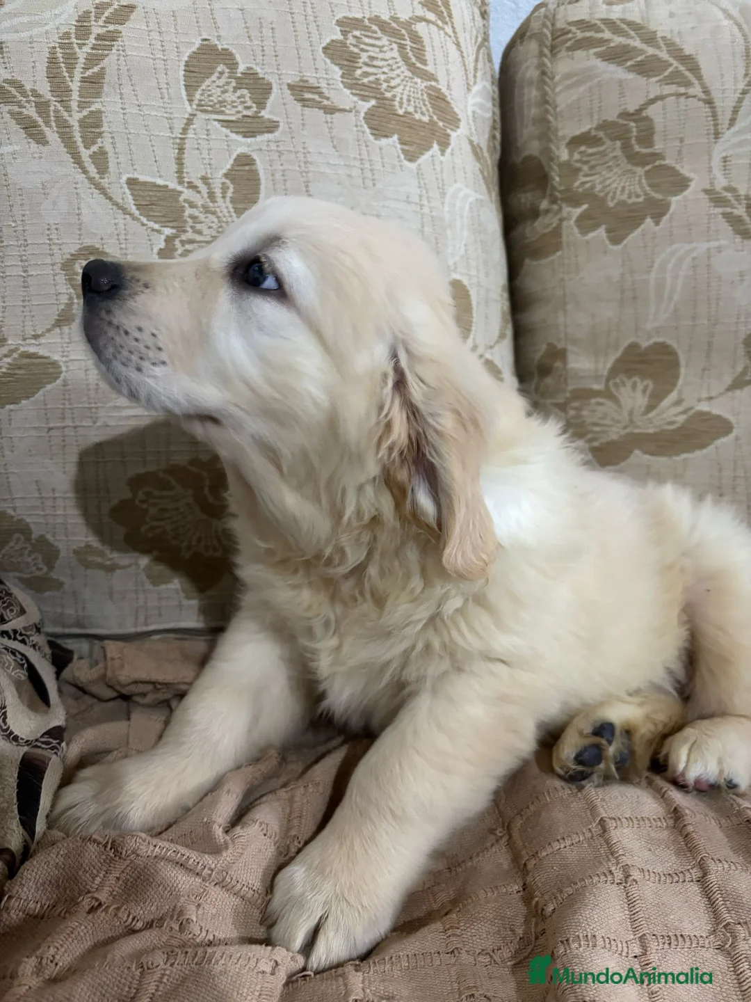 Golden Retriever perros en venta: Golden Retriever cachorros primeras líneas  - Anuncio 8