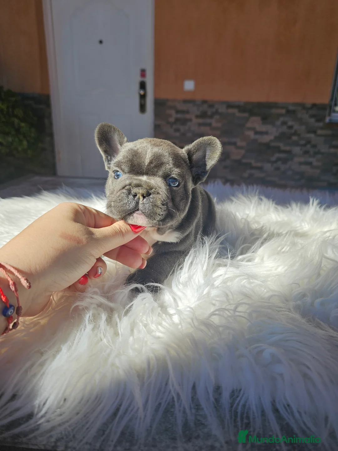 Bulldog Francés perros en venta: Bulldog francés exoticos - Anuncio 7