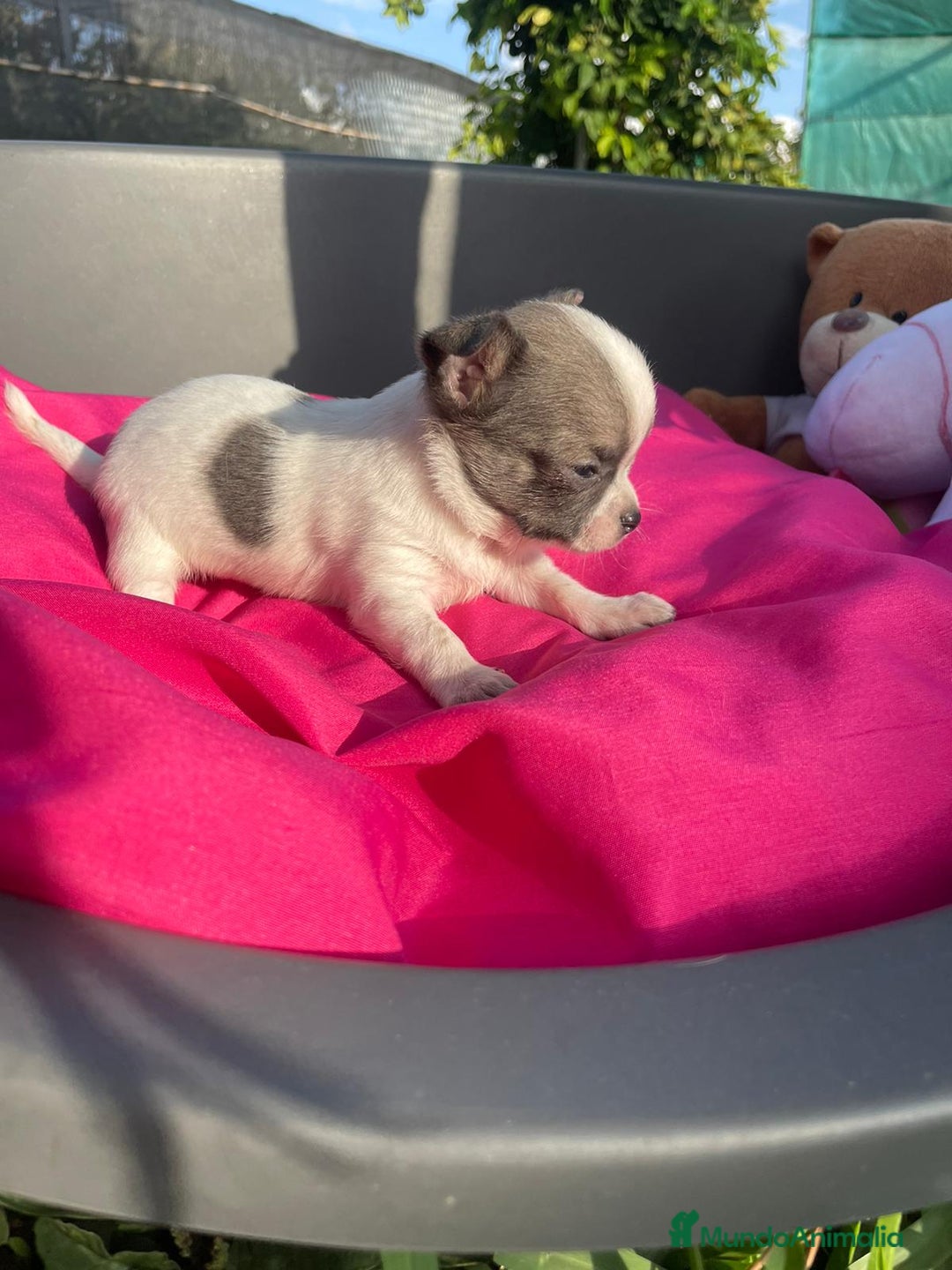 Chihuahua perros en venta: preciosos chihuahua linea rusa  - Anuncio 2