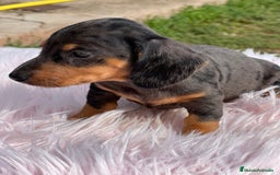 Teckel Miniatura perros en venta: Teckel Arlequín  - Imagen 2