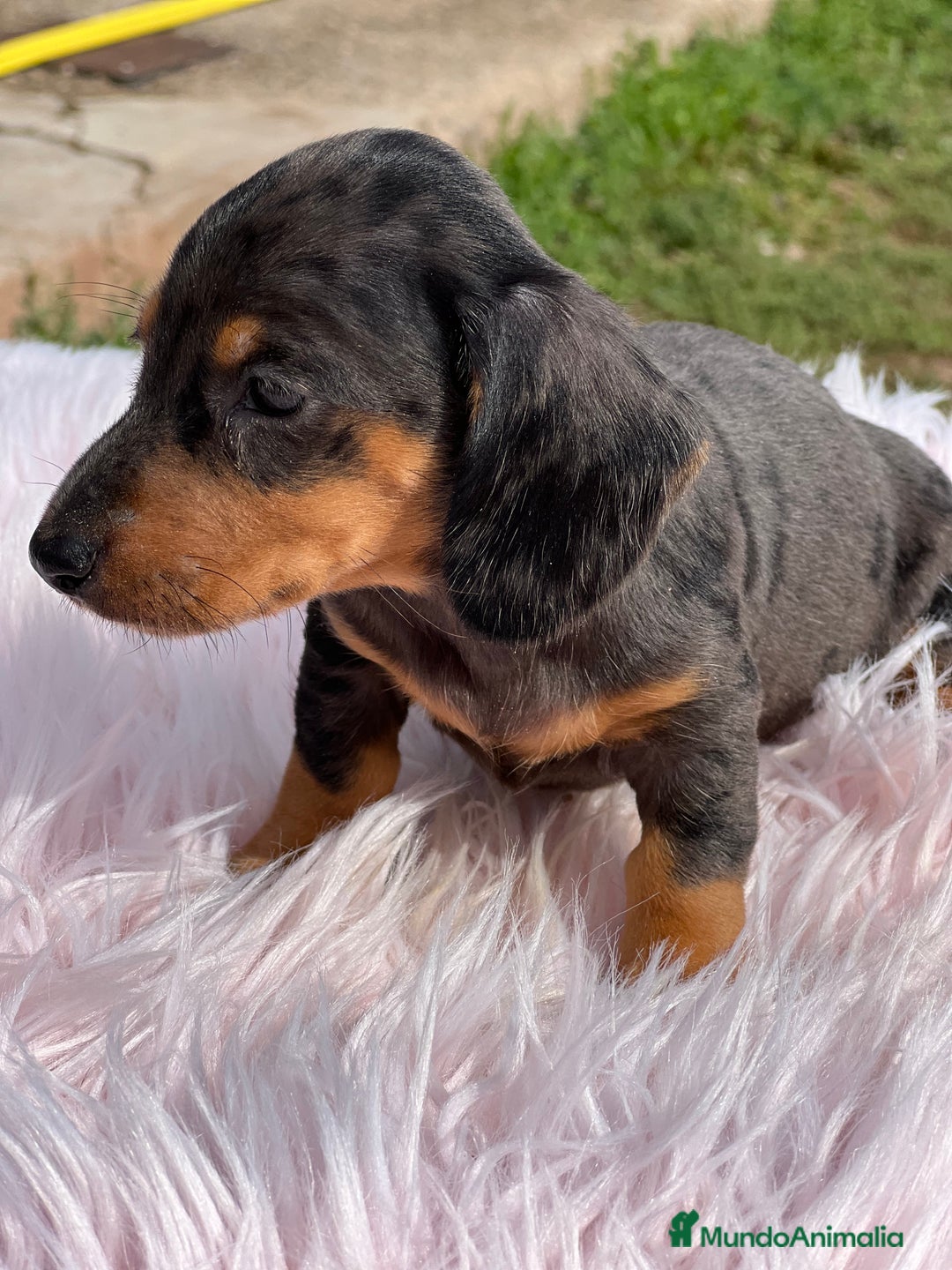 Teckel Miniatura perros en venta: Teckel Arlequín  - Imagen 2