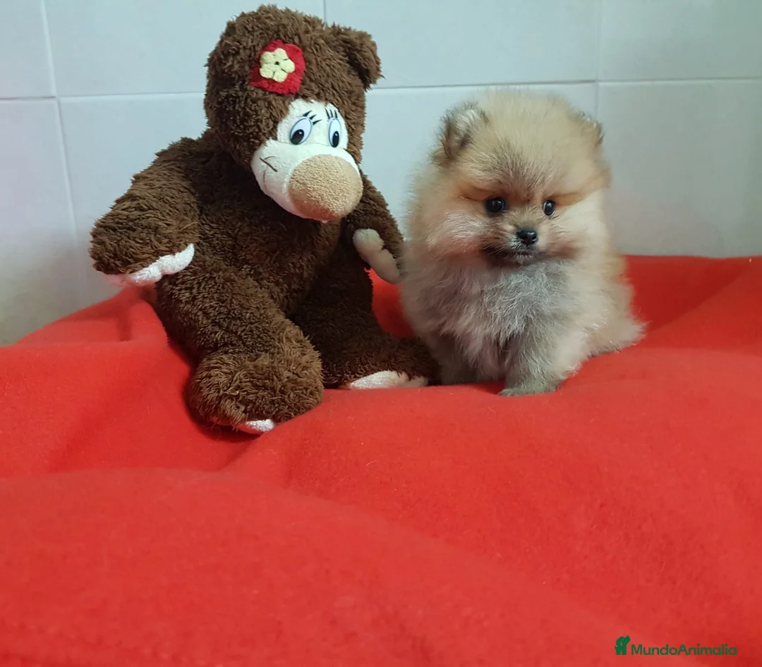 Pomerania perros en venta: Lulú de Pomerania - Anuncio 3