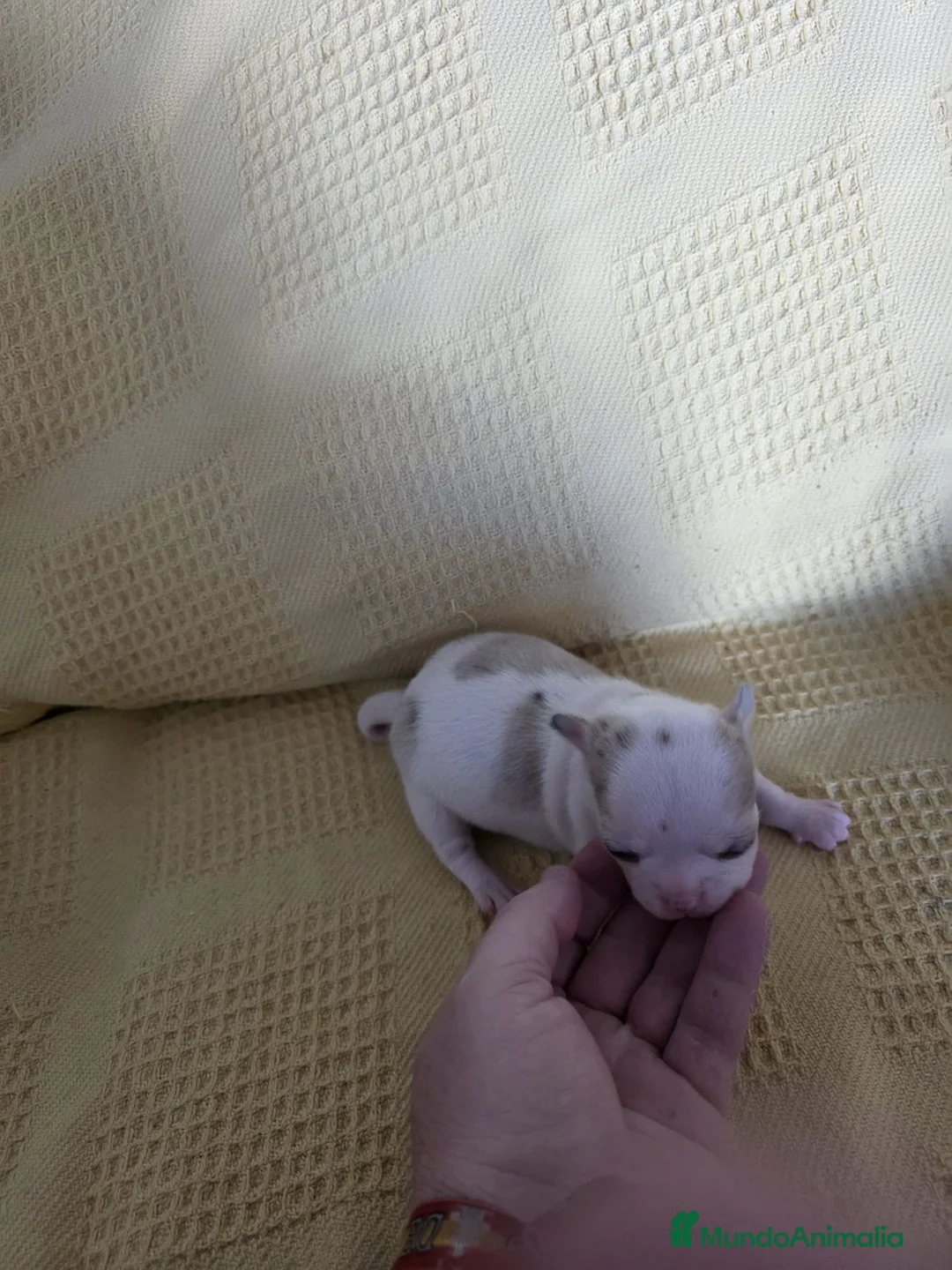 Chihuahua perros en venta: Hembra de chihuahua  - Anuncio 2