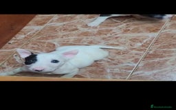 Bull Terrier perros en venta: Bullterrier mini - Anuncio 2